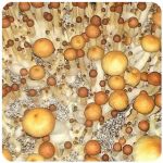 Псилоцибиновые (галлюциногенные) грибы в Наро-Фоминске Psilocybin "Golden Teacher" Псилоцибиновые (галлюциногенные) грибы в Наро-Фоминске Psilocybin "Golden Teacher"