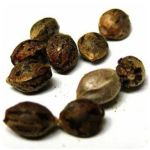 Семена марихуаны АК-47  (Seeds AK-47) в Наро-Фоминске